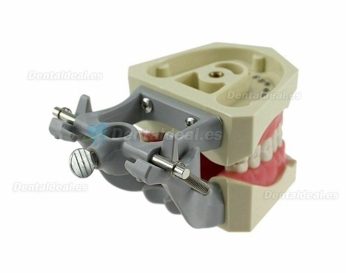 Modelo de tipodonto dental con práctica de montaje en poste 32 dientes compatibles con Columbia 860