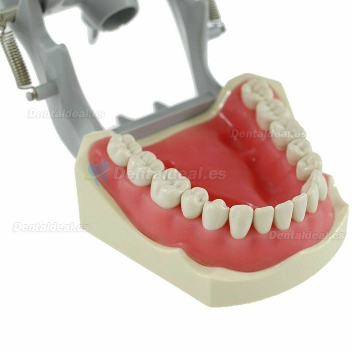 Modelo de tipodonto dental con práctica de montaje en poste 32 dientes compatibles con Columbia 860