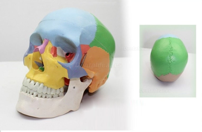 Modelo de cráneo con huesos de color XC-104C