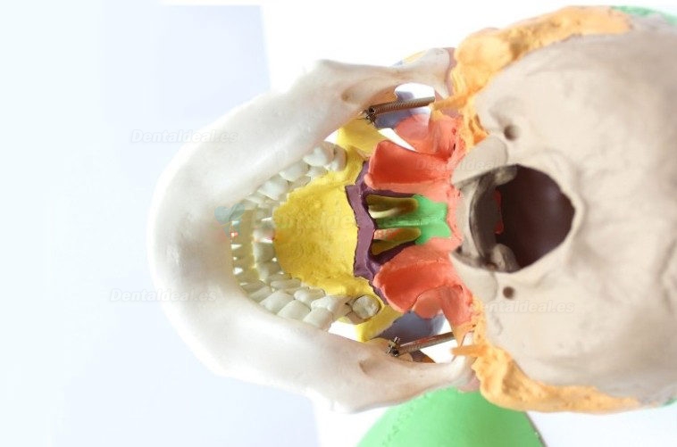 Modelo de cráneo con huesos de color XC-104C