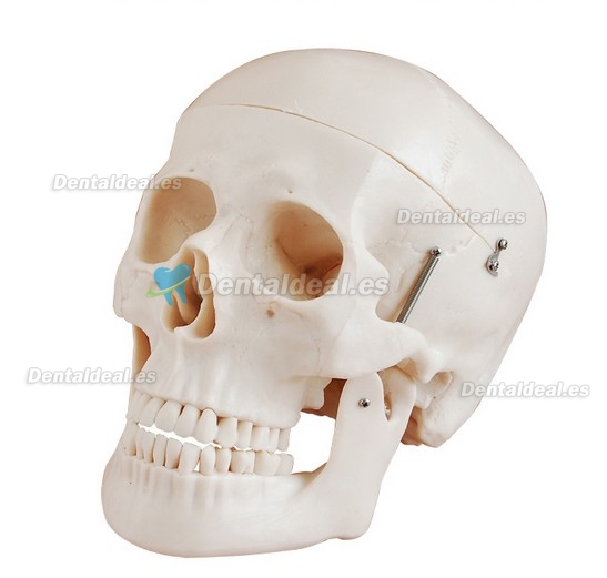 Deluxe Skull Style D Joint Modelo Medical Anatomy XC-104D