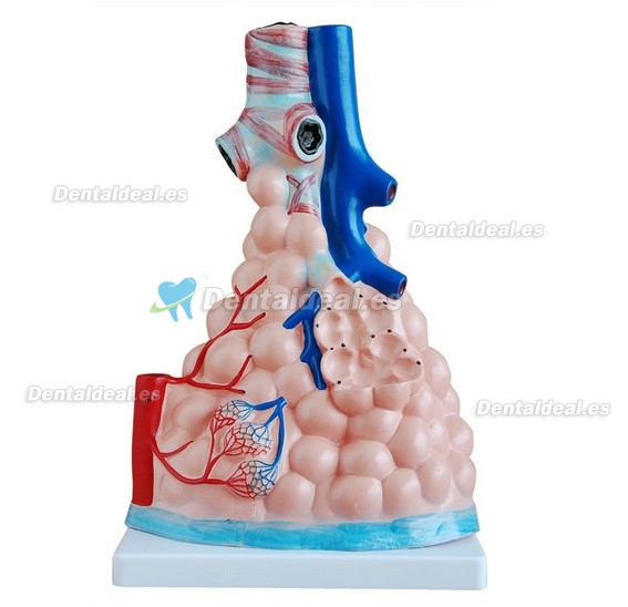 Magnified Pulmonary Alveoli Joint Modelo Medical Anatomy XC-302