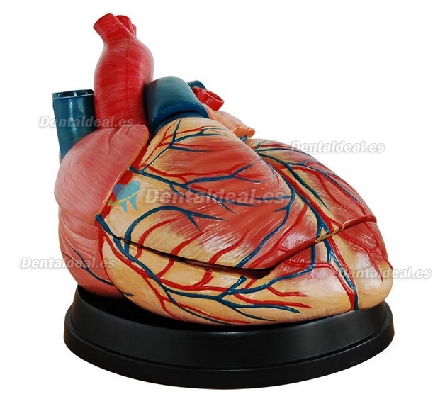 Jumbo Heart Modelo Medical Anatomy XC-307C